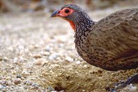 Swainson's Francolin - Francolinus swainsonii