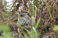 Greater Painted-snipe - Rostratula benghalensis