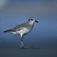 Black-bellied Plover (Pluvialis squatarola) photo