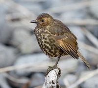 Tristan Thrush (Nesocichla eremita) photo