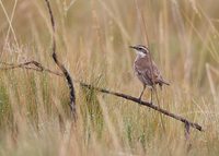 Bar-winged Cinclodes (Cinclodes fuscus) photo