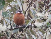 Giant Conebill (Oreomanes fraseri) photo