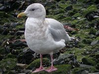 Thayer's Gull - Larus thayeri