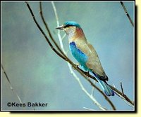 Indian Roller - Coracias benghalensis