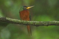 Blue-cheeked Jacamar - Galbula cyanicollis