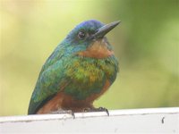 Green-tailed Jacamar - Galbula galbula