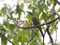 Chestnut-tipped Toucanet - Aulacorhynchus derbianus