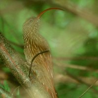 Red-billed Scythebill - Campylorhamphus trochilirostris