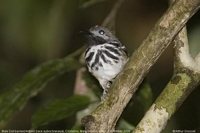 Dot-backed Antbird - Hylophylax punctulata