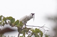 White Bellbird - Procnias alba