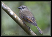 Santa Marta Bush-Tyrant - Myiotheretes pernix