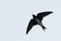 Caribbean Martin - Progne dominicensis