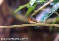 Tickell's Blue-Flycatcher - Cyornis tickelliae