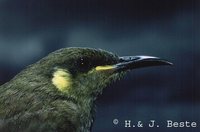 Graceful Honeyeater - Meliphaga gracilis