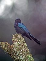 Bronzed Drongo - Dicrurus aeneus