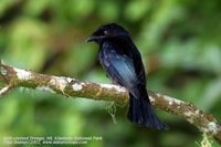 Hair-crested Drongo - Dicrurus hottentottus