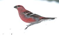 Pine Grosbeak - Pinicola enucleator