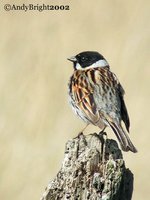 Reed Bunting - Emberiza schoeniclus