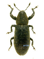 Carcilia strigicollis - 민가슴바구미