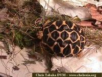 Star Tortoise, Geochelone elegans (hatchling - India)