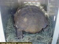 African Spurred Tortoise, Geochelone sulcata