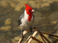 *NEW* Red-crested Cardinal
