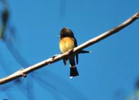 Tufted Flycatcher