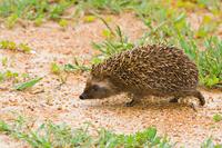 South African Hedgehog (Atelerix frontalis)