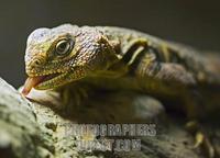 Dabb Lizard ( Spiny Tailed Lizard ) stock photo