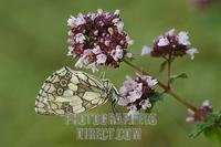 Marbled White ( Melanargia galathea ) on Thyme , ( Thymus vulgaris ) stock photo