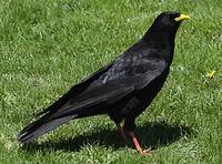 Alpine chough Pyrrhocorax graculus © Phil Farrer