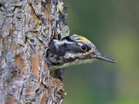 Three-toed Woodpecker