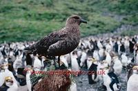 FT0165-00: Antarctic Skua, Catharacta antarctica, on tussock grass in a king penguin colony. Sub...
