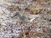 Red Shank Tringa totanus 붉은발도요