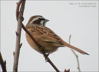 Siberian Meadow Bunting Emberiza cioides 멧새