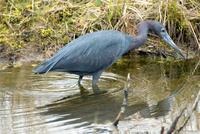 little blue heron.jpg (97765 bytes)