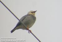 Fig. 1. Silky Starling