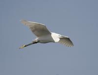 Little Egret (Egretta garzetta)