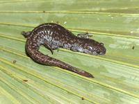 : Ambystoma mabeei; Mabee's Salamander