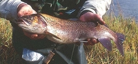 Amur Trout Brachymystax savinovi