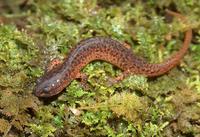 : Pseudotriton ruber vioscai; Southern Red Salamander