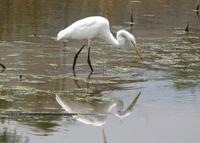 : Casmerodius albus; Great Egret