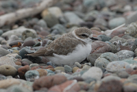 : Charadrius alexandrinus nivosus; Western Snowy Plover