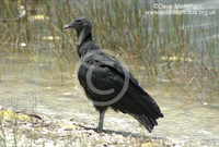 : Coragyps atratus; Black Vulture