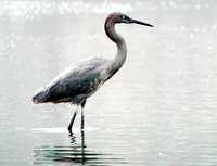 : Egretta rufescens; Reddish Egret