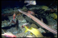: Aulostomus sp.; Trumpetfish