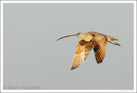 : Numenius americanus; Long-billed Curlew