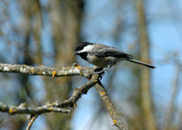 : Poecile atricapilla; Black-capped Chickadee