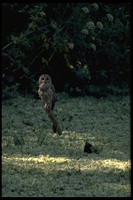 : Strix varia; Barred Owl