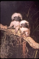 : Saguinus oedipus; Cotton Top Marmoset